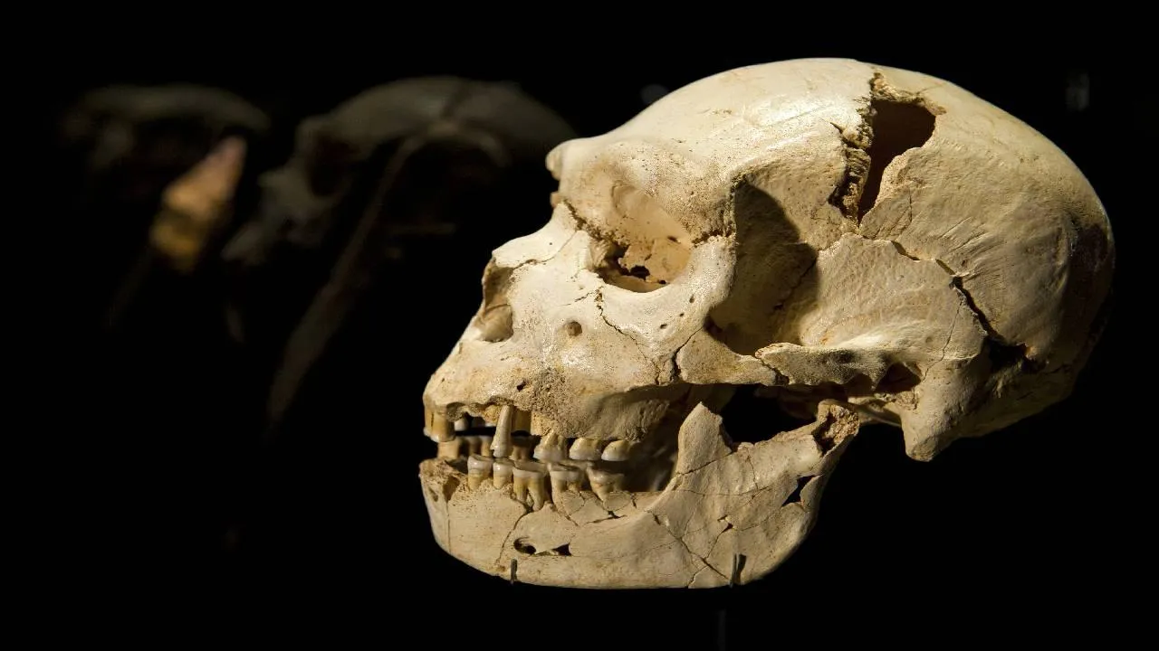 Bilim Dünyası Sarsıldı: Kafatasında Beyni Koruyan Gizli Bir Organ Bulundu!
